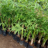 Anak pokok buluh madu,daun lerek