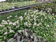 【唐老鴨】藍唇姬蝴蝶蘭 Phal.equestris var coerulea 杉木板植(兄弟交實生苗)