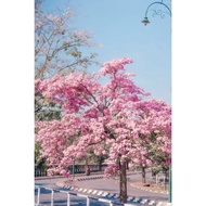 Anak Pokok Tabebuia Rosea Sakura Malaysia