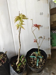 (1ต้น) ต้น เมเปิ้ลญี่ปุ่น ต้นเมเปิ้ลญี่ปุ่น เมเปิ้ล แดง ญี่ปุ่น maple Japanese / Sunsilk