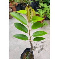 Durian Duri Hitam. D 200 (Ochee)