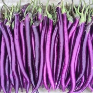 Ready Stock Fast Shipping Purple Handsome Hang Eggplant Seed High-Produced Purple Hang Eggplant No. 