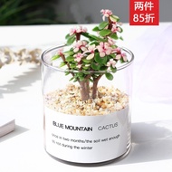 Cactus Succulent Plant Green Plants Potted Jade Dew Meat Cactus Office Indoor Desktop Green Plant Sm