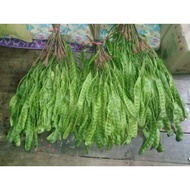 PETAI FRESH DARI KEBUN (satu papan) @ (borong)