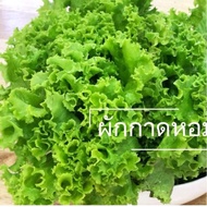 ผักกาดหอม  ถูกที่สุด เมล็ดพันผักกาดหอม 200 เมล็ด Lettuce Seed เมล็ดพันธุ์ผักกาดหอมอิตาลี เมล็ดพันธุ์