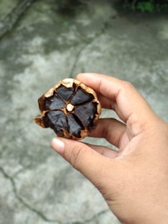 Black Garlic Bawang Hitam Kating Kating Bonggol Bawang Putih biasa