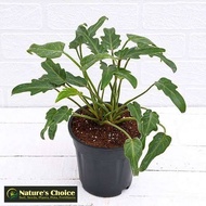 Philodendron Xanadu (Small) with FREE garden soil plastic pot and marble chip pebbles
