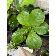 Ficus Lyrata Bambino (Fiddle-Leaf Fig) 琴叶榕