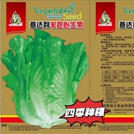 Four Seasons Big Leaf Coriander Seeds Heat-Resistant Instant Lettuce Garden Farm Leaf Vegetable Seed