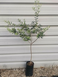 Olive Tree/Pokok Zaitun/Pokok Hidup