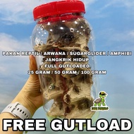 JANGKRIK HIDUP FULL GUTLOAD PAKAN REPTIL GECKO ARWANA SUGARGLIDER KODOK PACMAN