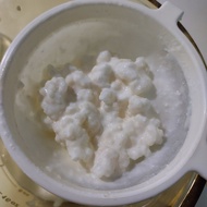 奶克菲爾菌種milk kefir grains $5/10g