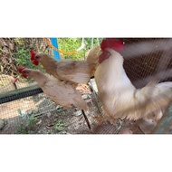 Telur berbenih White Leghorn PURE BREED