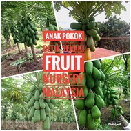 Anak pokok betik sekaki