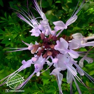 ( BISA COD ) Promo tanaman herbal pohon kumis kucing ungu