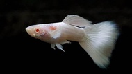 Albino Platinum Guppy Ikan Guppy Albino Platinum (1set=1male+2Female) Ready Stock