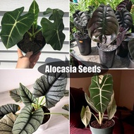 50Pcs/bag Alocasia Seeds Potted Plant Elephant Ear Bonsai Flower Seeds