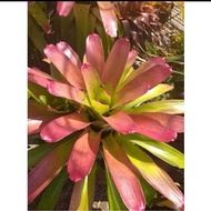 Aec Pink / Aechmea Pink by Gha Garden house