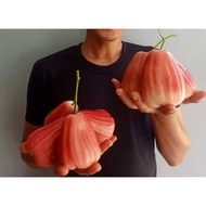 POKOK JAMBU AIR MADU MERAH BAKA INDONESIA SUKALUYU