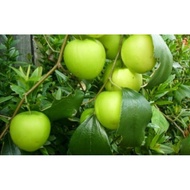 Anak Pokok Bidara Epal Buah Besar / Bidara cepat berbuah