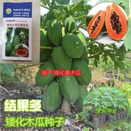 Low Low Low Raw Papaya Seeds Fruit Red Meat Papaya Seeds Early Ripe Taiwan Red Concubine Milk Big Gr