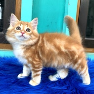 KUCING KITTEN PERSIA MIX MAINECOON REDTABBY JOSS