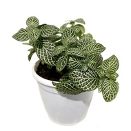 tanaman fittonia hijau tanaman hias fittonia verschaffelti