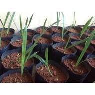 Anak Pokok Kurma Date Palm Seedlings tamar tanaman pertanian kebun agriculture