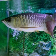 ikan arwana golden 24k malaysia