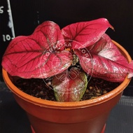Formosa - Caladium Red Sweety (thai red) indoor plant/real plant/gardening