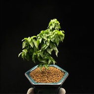 SG3596-日本豆櫻優選株/最迷你櫻花品種🔥精品植物小盆栽禮物🔥