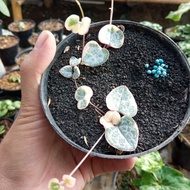 string of heart variegata size S || tanaman hias gantung