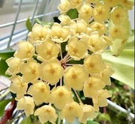 Hoya Blashernaezii 布拉軒毬蘭