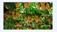 Dwarf GREEN kiwi seed / dwarfi-vines seed organic