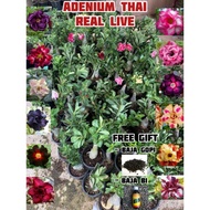 ADENIUM THAI REAL LIVE PLANT MULTI LAYER ( POKOK BUNGA KEMBOJA THAI )