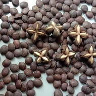 Bibit Tanaman Kacang Sacha Inchi 1kg