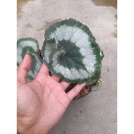 Sindo - Begonia Sp Live Plant 63JWPQN8AI