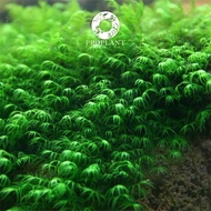 🔥 US Fissiden Moss 🔥 Phoenix Moss ( Low Tech Plant / Aquarium / Aquascape / Aquatic Live Plant / Paludarium / Vivarium / Betta Tank )