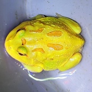 kodok pacman frog albino 4 spot (minus)