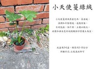 心栽花坊-小天使蔓綠絨/3吋/綠化植物/室內植物/觀葉植物/售價50特價40