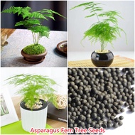 50PCS Asparagus Fern Tree Seeds Plants Mixed Colors for Planting Flower Seed Balcony Decoration Home