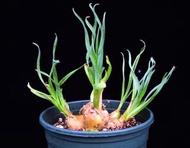 130 寬葉彈簧草Albuca concordiana Baker