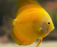 Golden Discus/Ornamental fish/Freshwater/Readystock