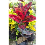 tanaman hias puring black moonlight