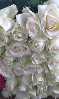 bunga mawar potong asli  warna putih isi 10 tangkai