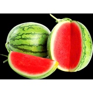 Seedless striped cantaloupe seeds 10 seeds