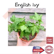 (GG real plant) English ivy ^ pokok hidup hiasan rumah live indoor houseplant tumbuhan kebun bunga d