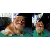 Japanese rubber Carpet (rubber Carpet) Placemat/Animal Cat Dog Mat