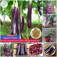200pcs Hybrid Long Eggplant Seeds Organic Vegetable Seeds Garden Plant Seeds Bonsai Seed Live Plants