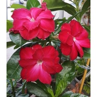 Adenium Fat Red / Large multi layer flower 沙漠玫瑰/ 重瓣富贵花 /ADENIUM THAILAND